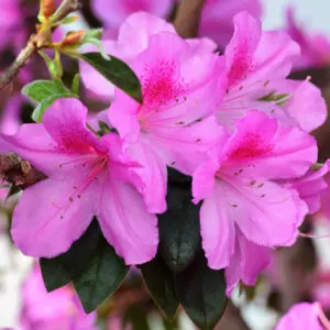 Azalea