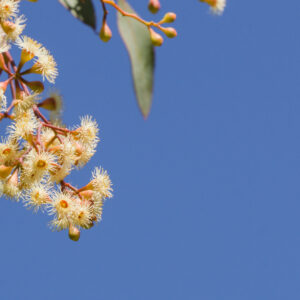 Eucalyptus Summer Scentsation