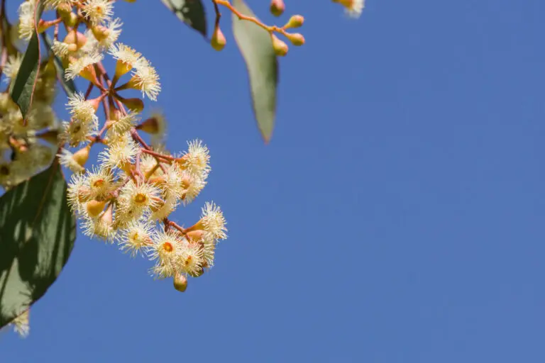 Eucalyptus Summer Scentsation
