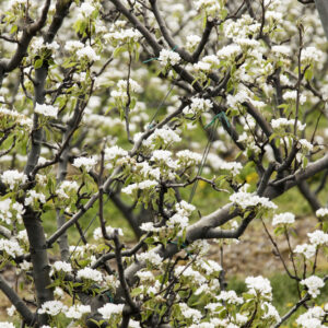 Winter Glow Ornamental Pear