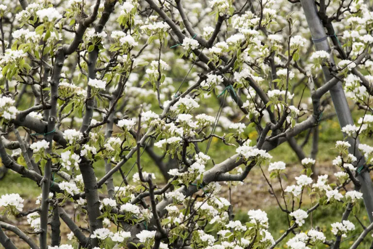 Winter Glow Ornamental Pear