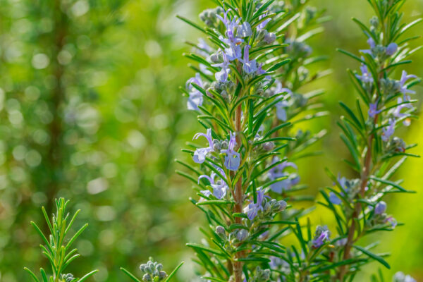 Tuscan Blue Rosemary