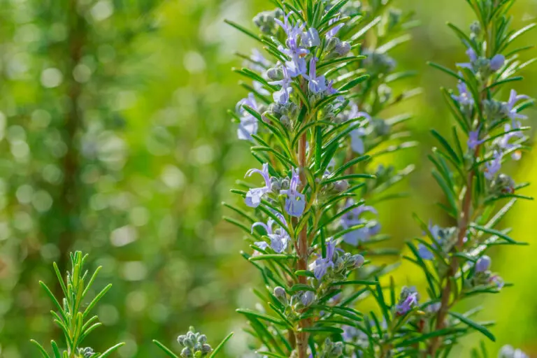 Tuscan Blue Rosemary