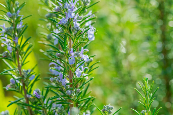 Blue Lagoon Rosemary