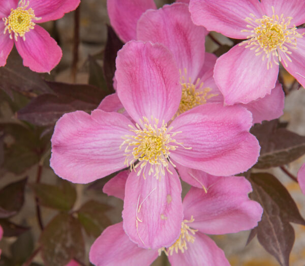 Clematis Rubens - Image 2