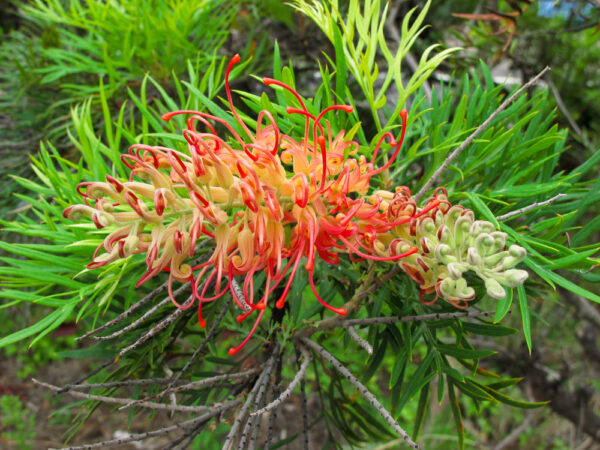 Grevillea Loopy Lou