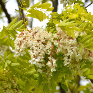 Golden Robinia