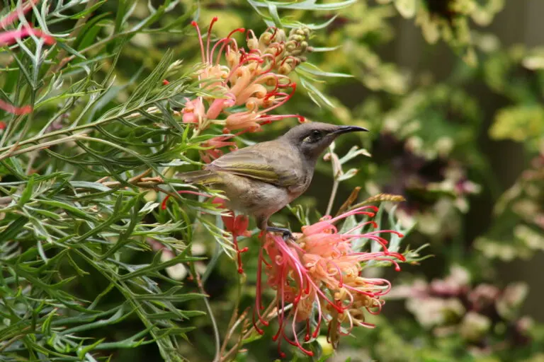 Grevillea Coconut Ice