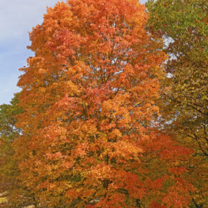Sugar Maple
