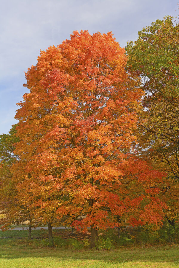 Sugar Maple