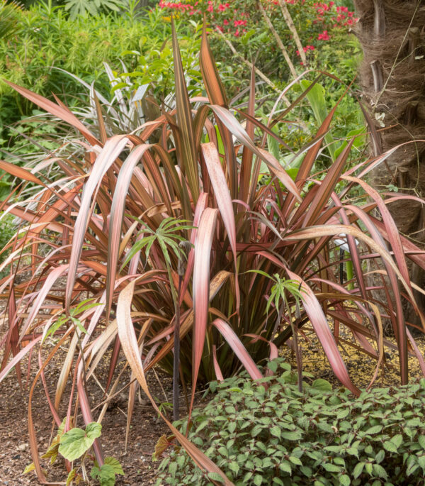 Rainbow Maiden New Zealand Flax
