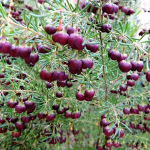Boronia Heaven Scent