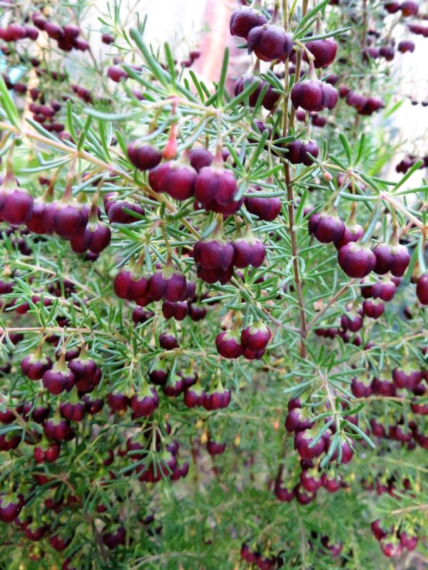 Boronia Heaven Scent