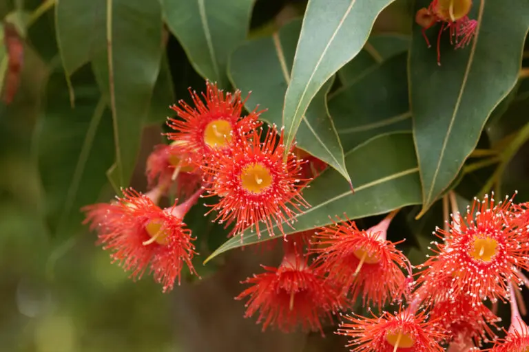 Eucalyptus Grafted Gums