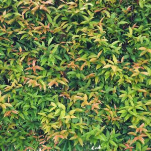 Hinterland Gold Lilly Pilly