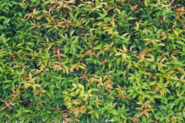 Hinterland Gold Lilly Pilly