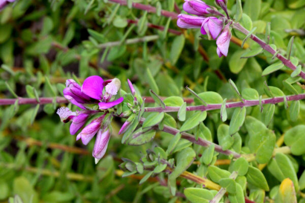 Sweet Pea Shrub - Image 2