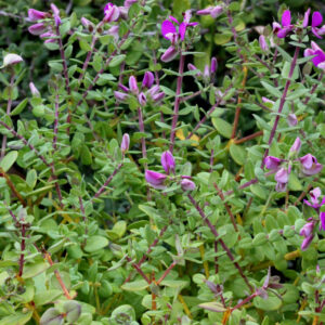Sweet Pea Shrub