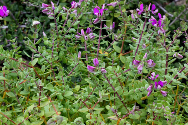 Sweet Pea Shrub