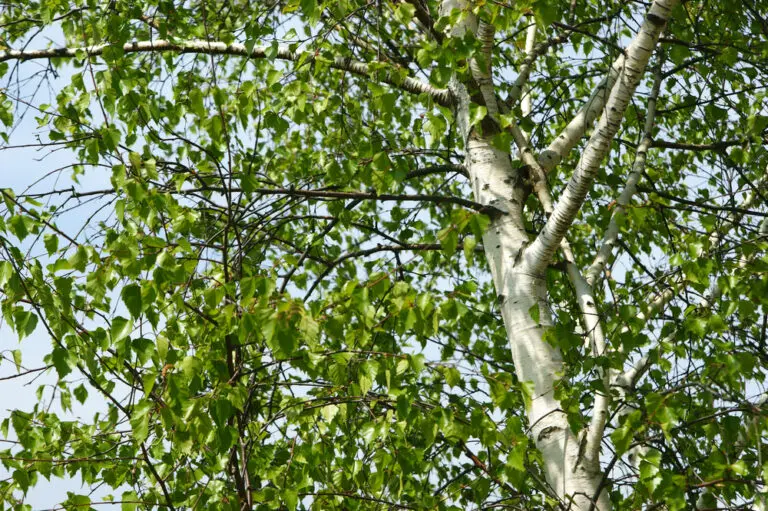 Silver Birch