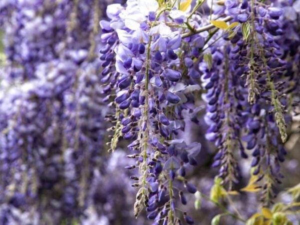 Chinese Wisteria