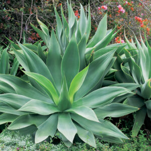 Fox Tail Agave
