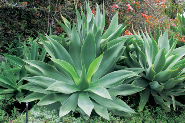 Fox Tail Agave