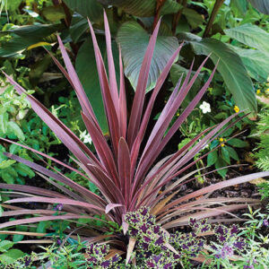 Cordyline Pink Passion