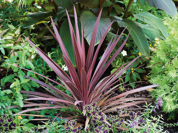 Cordyline Pink Passion