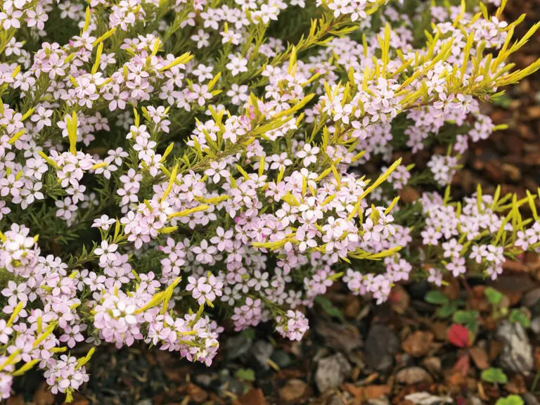 Golden Diosma