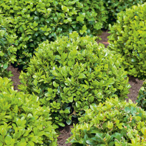 Buxus English Box