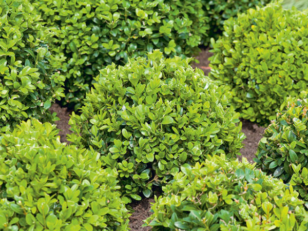 Buxus English Box