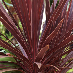 Cordyline Red Star