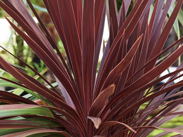 Cordyline Red Star