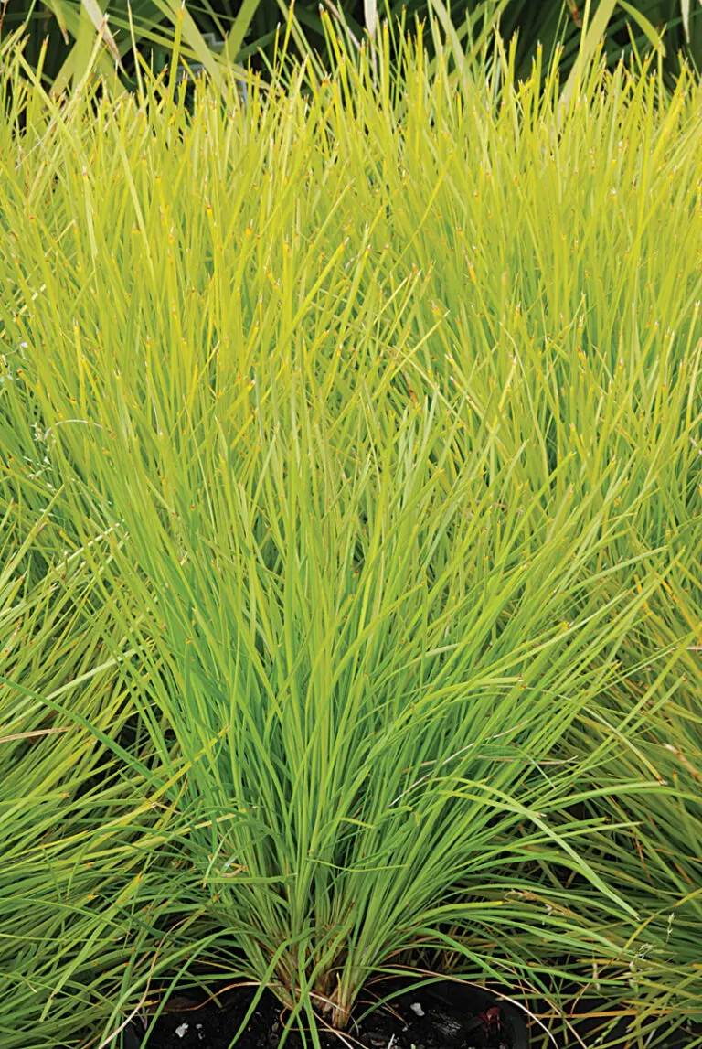 Lomandra Lime Tuff