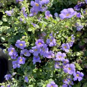 Bacopa