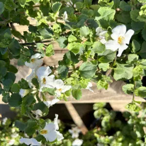 Bacopa