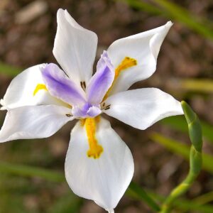 Wild Iris