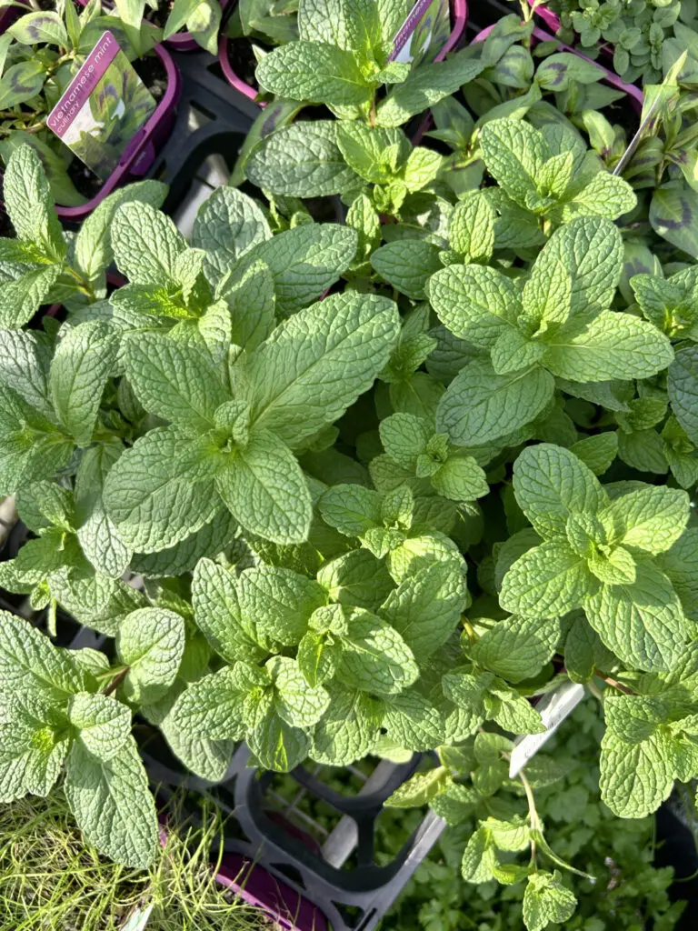 Mint