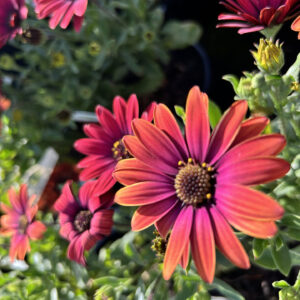 African Daisy