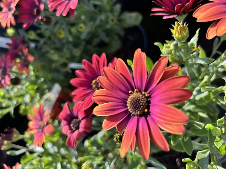 African Daisy