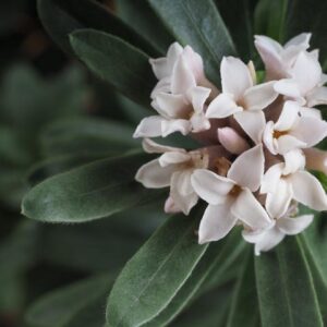 Daphne odora Alba
