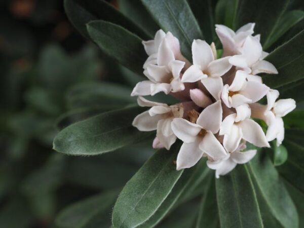 Daphne odora Alba