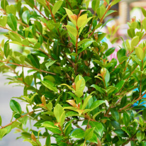 Backyard Bliss Lilly Pilly