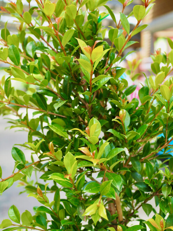 Backyard Bliss Lilly Pilly