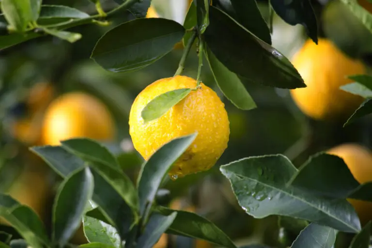 Lemon Meyer Dwarf