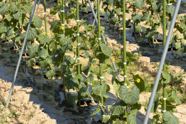 Plastic Coated Stakes - Image 2