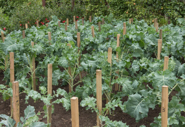 Wooden Stakes - Image 2