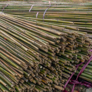 Bamboo Stakes