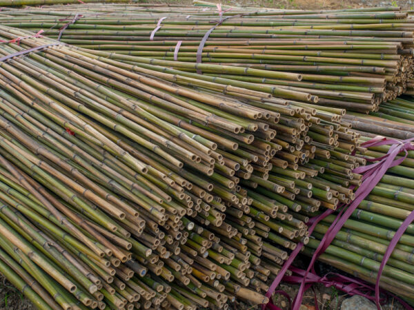 Bamboo Stakes